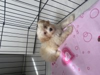 Yavru maltipoo