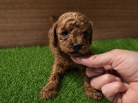 Toy poodle yavrular