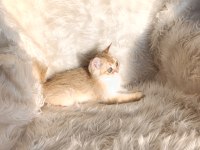 British shorthair Golden ny11 erkek