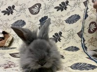 Yavru Erkek Mini Lop Tavşan