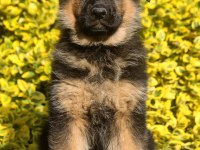 ALMAN ÇOBAN KÖPEĞİ YAVRULARI