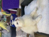 British shorthair dişi yavru
