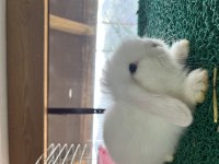 Hollanda lop tavşanı yavrusu