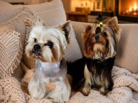 Muhteşem Kaliteli Yavru Köpekler