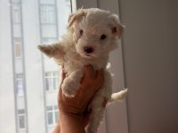 Maltese bebekler