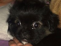 Çalıştığım için pekinez köpeğimiz