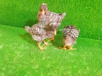 CİVCİV 3 ADET KENDİNİ KURTARMIŞ SAĞLIKLI