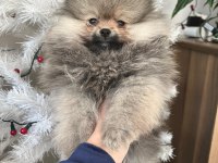 Orjinal Pomeranian yavruları