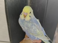 Rainbow muhabbet kuşu yavrular