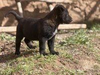Koyu maskeli hırslı malinois yavrular