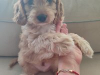 Antialerjenik cavapoo yavruları