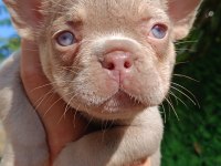 NEW SHADE İSABELLA AND TAN DİŞİ FRENCH BULLDOG YAVRUMUZ