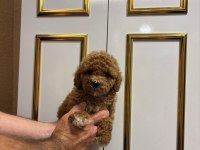 Dişi Erkek Toy Poodle