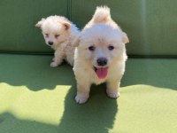 BAYRAM ŞEKERİ SAMOYED BEBEKLER (UYGUN)