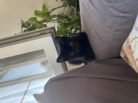 Siyah british shorthair gece