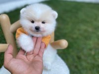 TÜY YUMAĞI POMERANİAN BEBEĞİMİZ TAKO