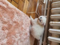 BRİTİSH LONGHAİR KEDİSİ