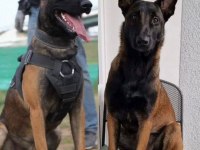 A kalite malinois yavrular