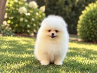 Teacup Kar beyaz Pomeranian Boo Miniğimiz