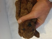 Toy poodle tea cup