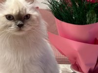 Yetişkin dişi british shorthair kısır değildir