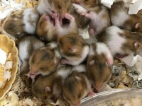 Aynı Gün Adrese Teslim Hamster Yavru ve Setleri