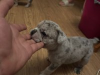 French bulldog yavrularımız yeni ailelerini arıyorlar