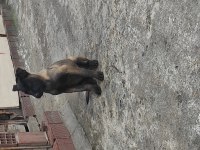 Yavru malinois köpekler