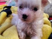 Yeni yavru köpeklerimiz sahiplerini bekliyorlar