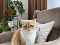 13 Aylık Exotic Shorthair Fındık
