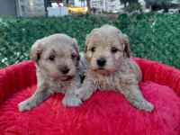 Tea cup maltipoo yavrularımız