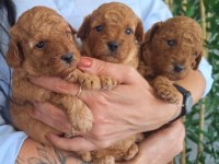 Birbirinden Güzel Toy Poodle Bebeklerimiz