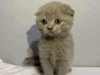 Lilac rengi yavru scottish fold