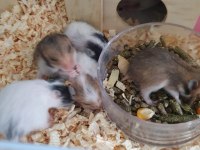 Sevimli Hamsterlarımıza Yuva Arıyoruz