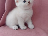 Teslime hazır dişi british shorthair yavrumuz