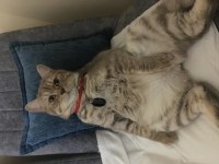 British shorthair