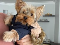 Yorkshire terrier erkek yavru kız