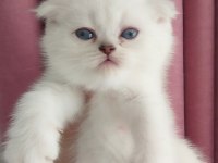 Teslime hazır erkek british shorthair yavrularımız