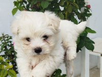 MİNİ BOY BÜYÜMEYEN YAVRU KÖPEKLER