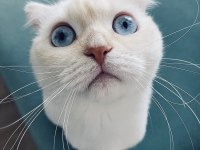 Ücretsiz Sahiplendirme Scottish Fold Kedimiz