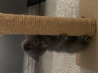 3 erkek british shorthair 13 mart doğumlu