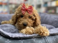 Mini -Teacup Poodle