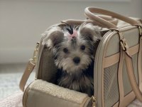 Teacup 6 aylik 900 gr dişi köpeğimiz