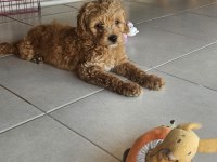 3.5 aylık poodle karma aşısı yapıldı