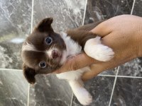 Orjinal elma kafa uzun kısa tüy yavru şivava