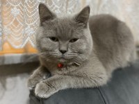 1 yaşında erkek british shorthair