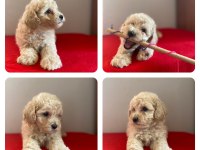 Maltipoo bebeklerimiz yeni yuvasını arıyor