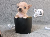 Tea cup şivava yavrumuz yeni ailesine gitmeye hazır