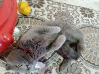 1 yaşında kısırlaştırılmış erkek british shorthair