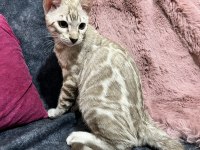 Snow Bengal Erkek 5 Aylık